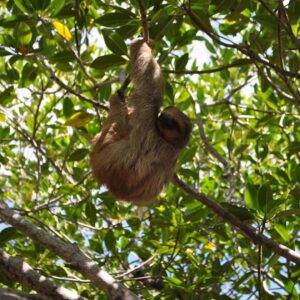 Daniel Johnsons Monkey Sloth Hangout