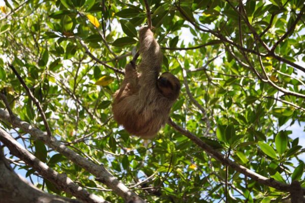 Daniel Johnsons Monkey Sloth Hangout