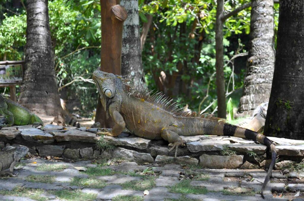 Gumbalimba Park Tour Discover Roatan Excursions & Tours