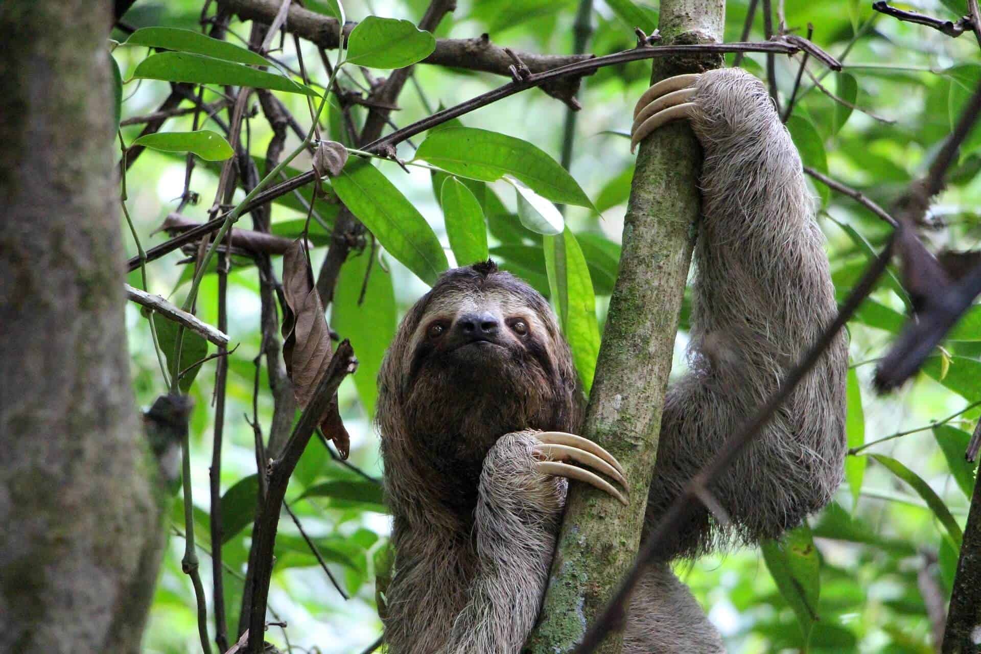 Roatan Honduras Sloth Tour