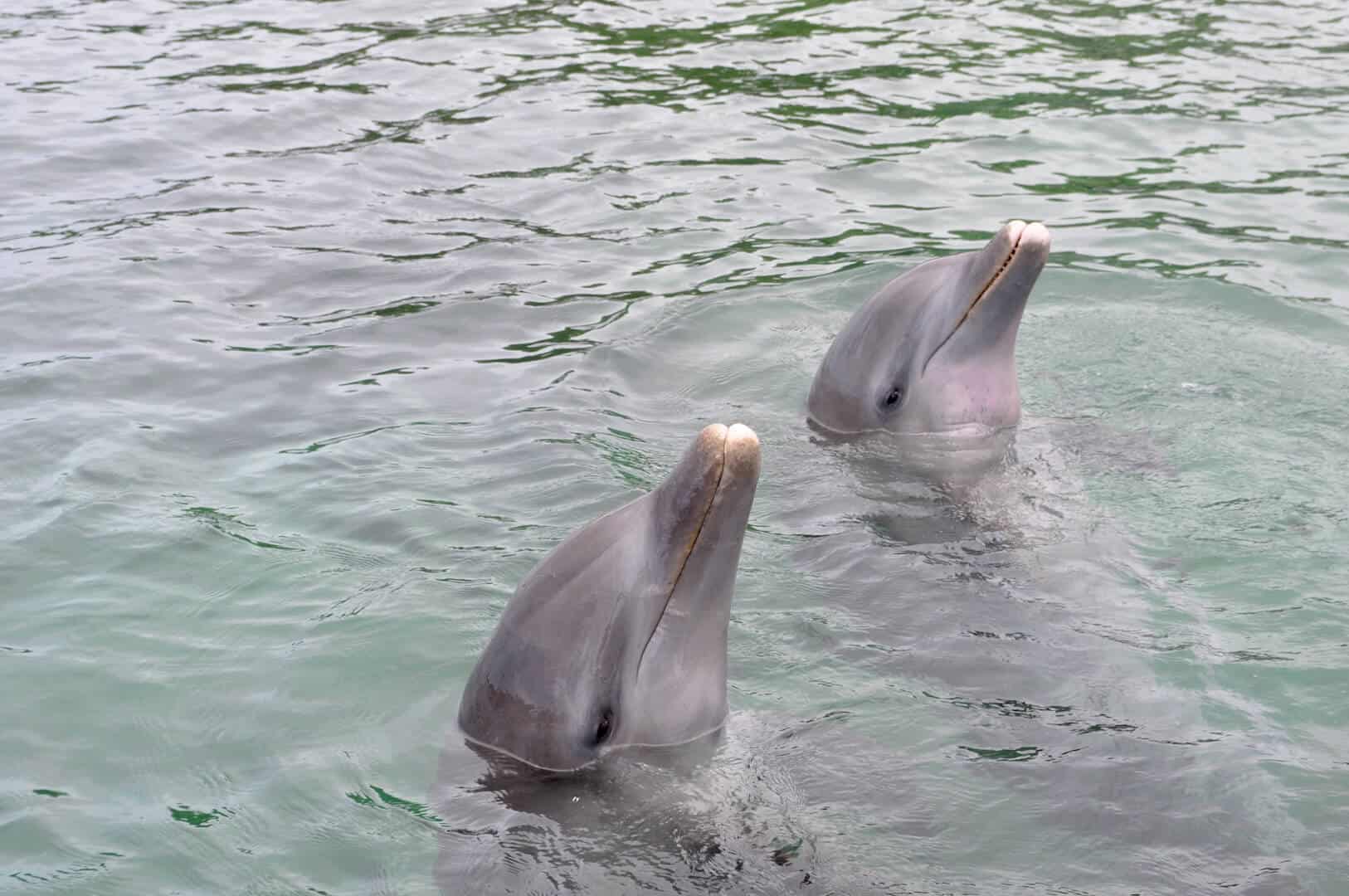 Roatan Dolphin Encounter Honduras