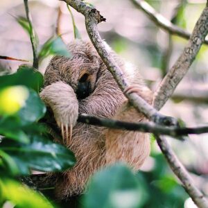 Roatan Sloth Park Honduras