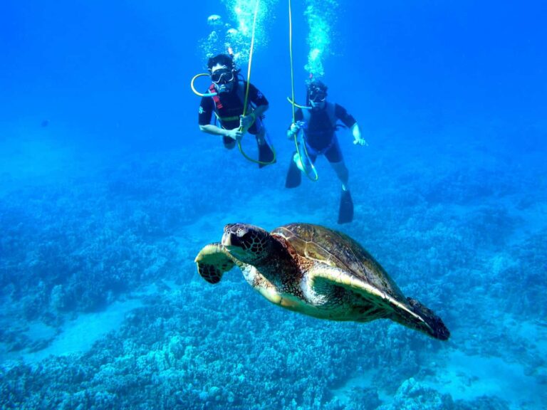 Snuba Diving Roatan Cruise Excursion