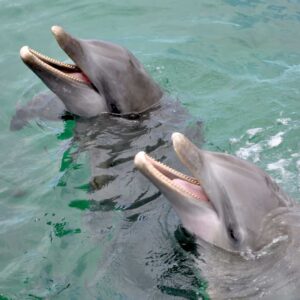 AKR Dolphin Encounter Roatan