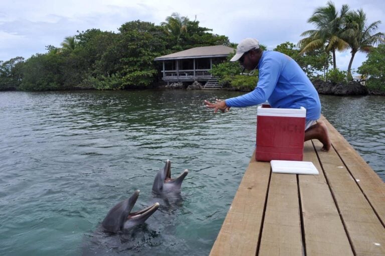 Roatan Dolphin Swim & Snorkel