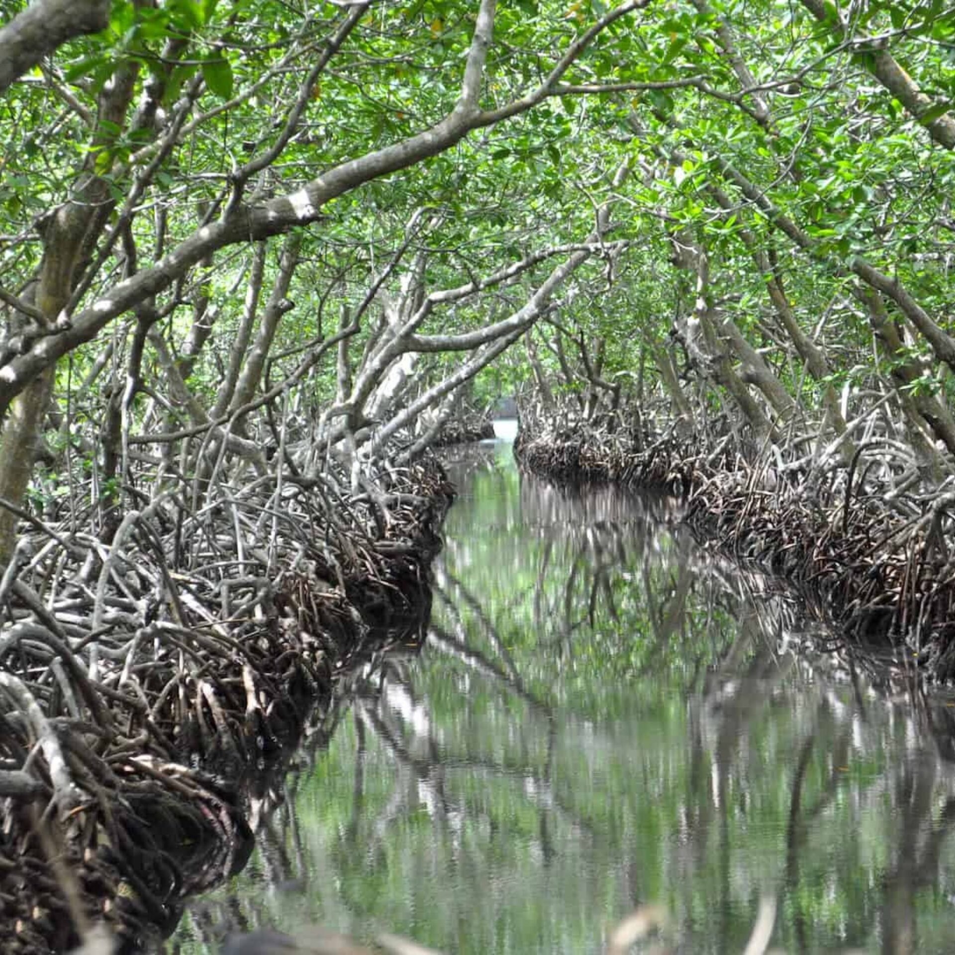 Mangrove-Tunnels-Jonesville