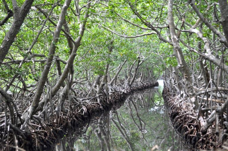 Roatan Mangrove Tunnels Cruise Excursion