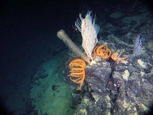 Roatan Submarine Deep Sea Excursion