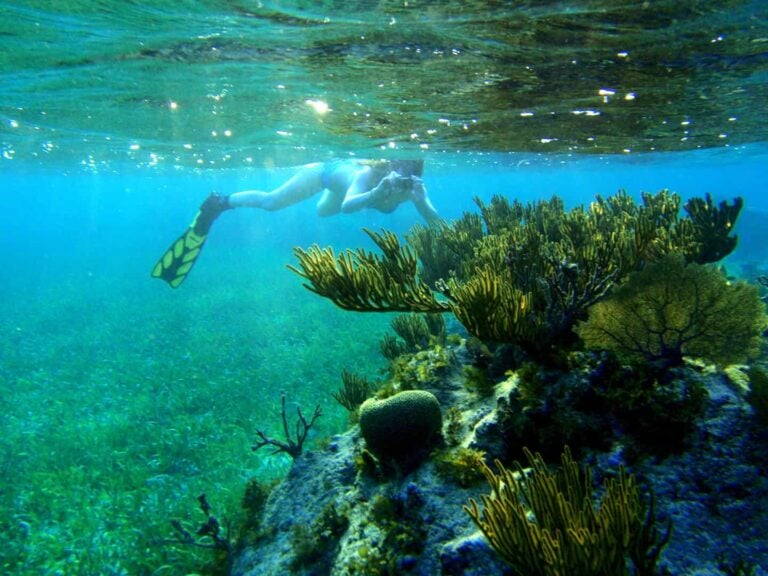 3 spot snorkel excursion