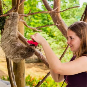 Daniel Johnson's Monkeys & Sloths