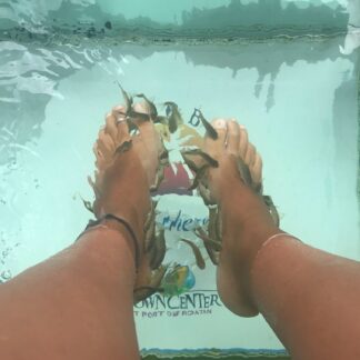 Caribbean Fish Therapy Roatan Honduras