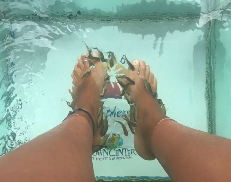 Caribbean Fish Therapy Roatan Honduras