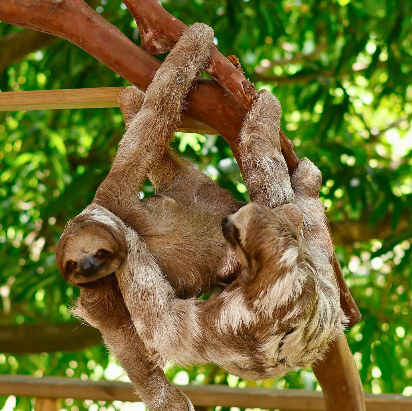 Roatan Sloth Excursion
